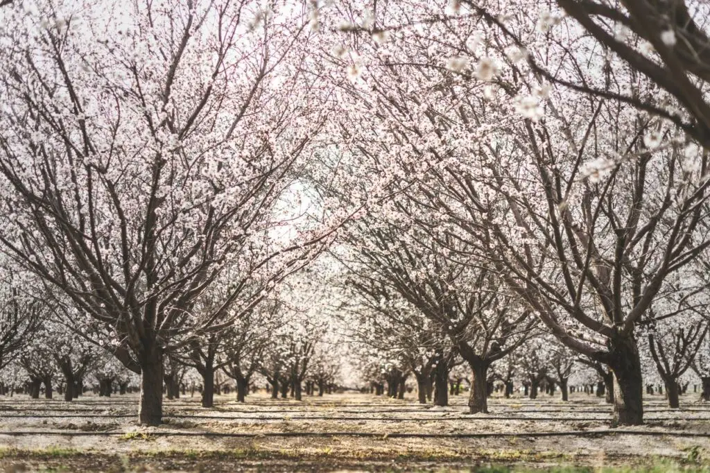 Almond orchard in full bloom, creating a scenic view of pink and white blossoms in Arvin, California.