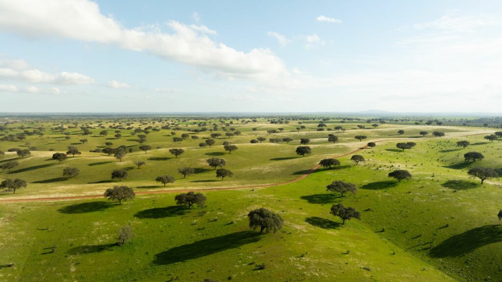 Planície verde com árvores dispersas no Baixo Alentejo, perto de Beja