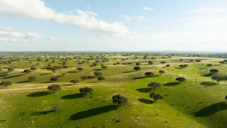 Alentejo Planicie Beja 768x432