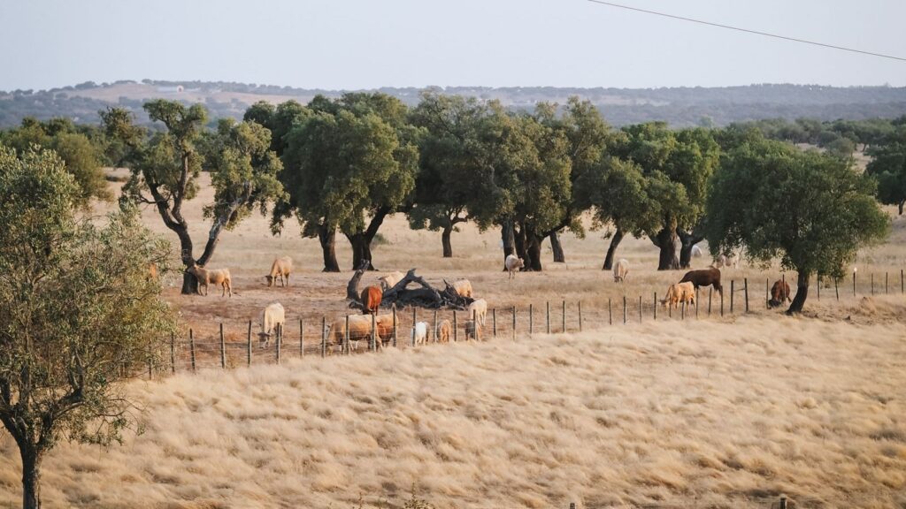 Paisagem: Alto Alentejo