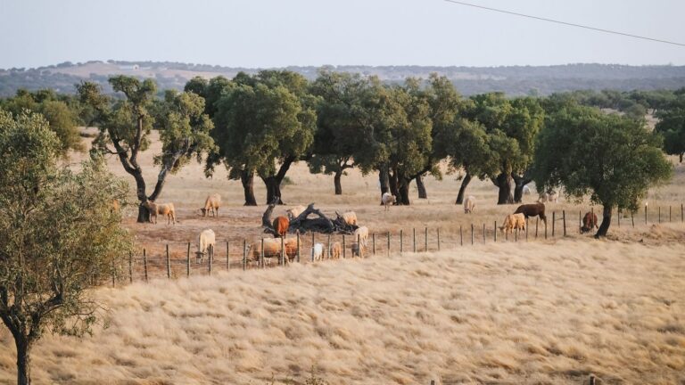 Rl2 Ader Al Paisagem 1 768x432