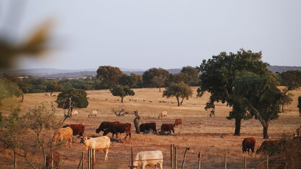 Paisagem: Abrantes, Constância e Sardoal