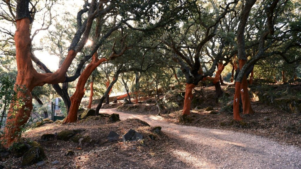 Paisagem: Barlavento Algarvio